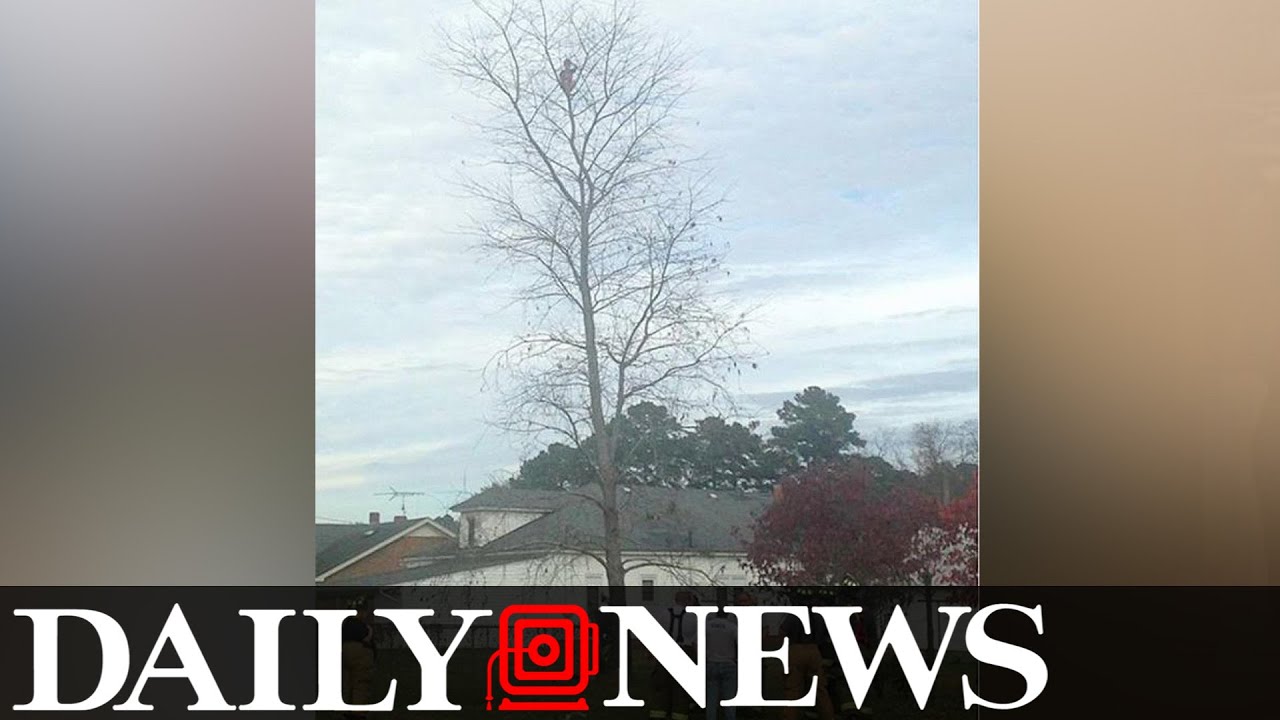 Little Boy Stuck in a 50 Foot Tall Tree After a Climbing Adventure ...