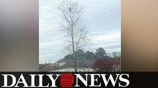 Little Boy Stuck In A 50 Foot Tall Tree After A Climbing Adventure