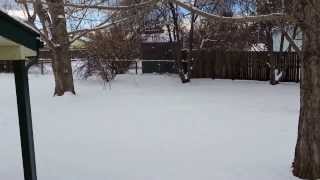 32727 Robin Court 80537 - Back Yard - 20140107 104118