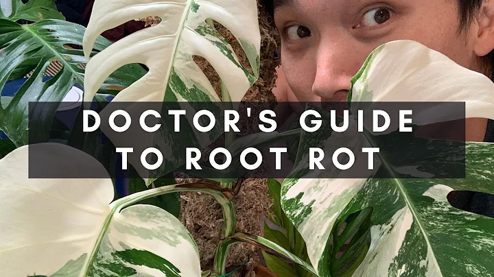 A Doctor's Guide to Root Rot - How To Manage and Treat (With Secret Step #4) | Ep 14