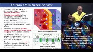 MCAT®: Structure and Function of the Plasma Membrane - Part I - Selective Permeability