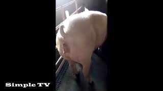 How the Farrowing & Gestating Pens Work for the Mother Pigs