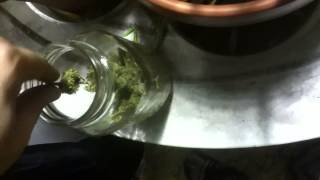 My first harvest concentrates nug run
