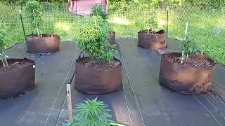 Ohio Cannabis Outdoor Grow June 15th 2026 Plants