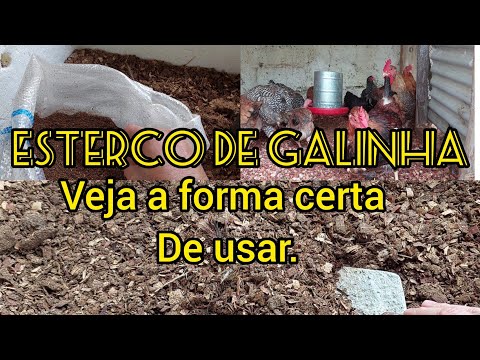 Vídeo: Composto de esterco de galinha - esterco de galinha para adubação de horta