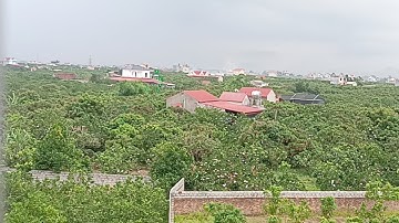 Mưa về trên đất vải thiều Lục Ngạn Bắc Giang... chú Lanh Lục Ngạn