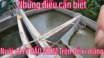 Những Điều Cần Biết Khi Nuôi Cá Rô Đầu Nhím Trên Bể Xi Măng | Efficient agriculture.