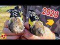 صيد الحسون بالشبكة 2020 لن تصدق المفاجأة ... 😱😍 capture chardonneret 2020