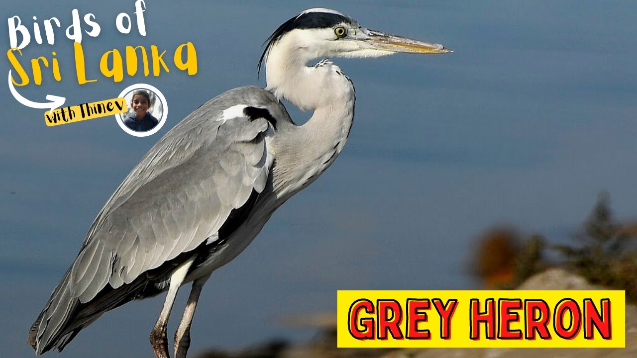 GREY HERON | Birds of Sri Lanka with Thinev | Sound / Call