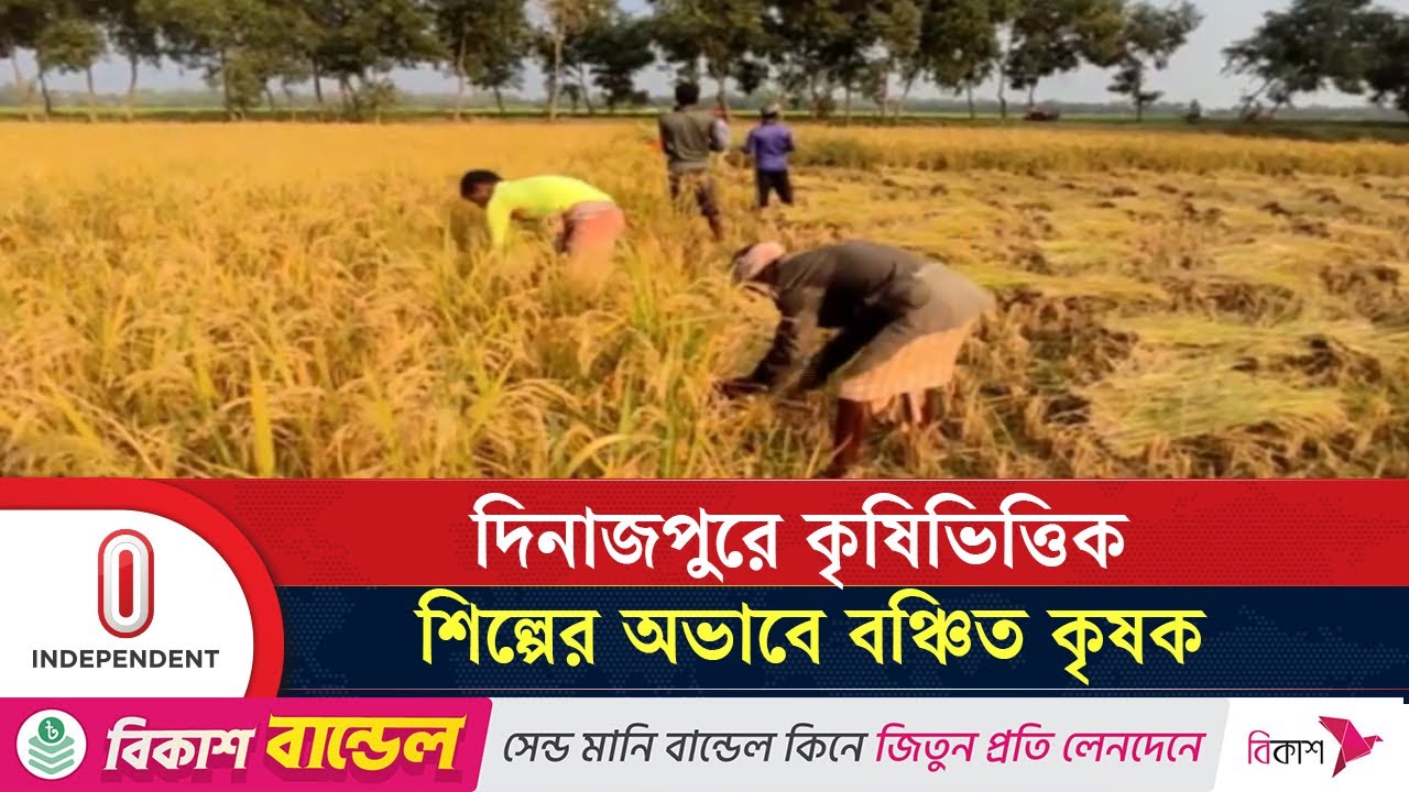 দিনাজপুরে রাইচ মিল ও হিমাগার না থাকায় ক্ষতিতে কৃষক | Dinajpur agriculture | Independent TV