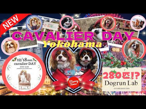 【日本最大級の神イベント】横浜でキャバリアのドッグランに大集合!!(ドッグランラボ)キャバリアディ2022