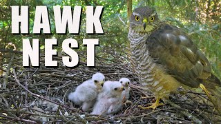 HAWK NEST Wild Bird Live Camera Highlights by Wildlife World 2,031 views 10 days ago 11 minutes, 25 seconds