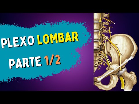 LUMBAR PLEXUS / LUMBOSACRAL | Part 1/2