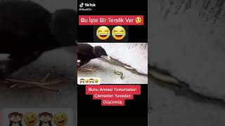 Hazırcı Kuş Iizle