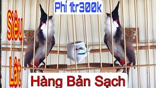 1300k Chim Chào Mào Máy Lật Từ Bản Hàng Sạch Tinh Chưa Khai Thác Nết Chơi Mãn Nhãn #chaomaobaydau