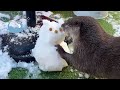 Little Otter Made the Snowman Disappear in an Instant.