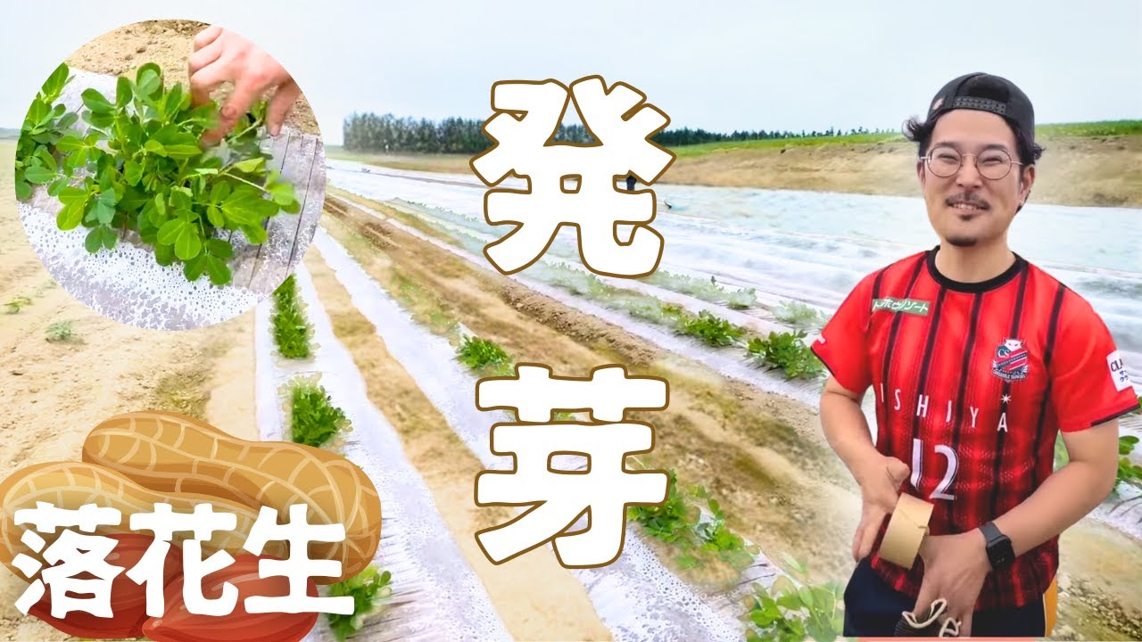 落花生が発芽した！ピーナッツの収穫時期はいつ？？