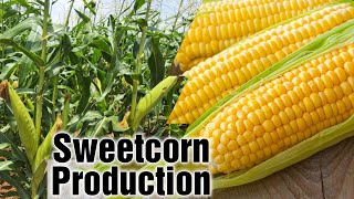 How to Farm Sweetcorn- Panuka Farm Case Study