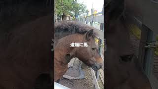 道端に馬。#珠洲市