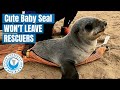 Cute Baby Seal Won't leave His Rescuers!