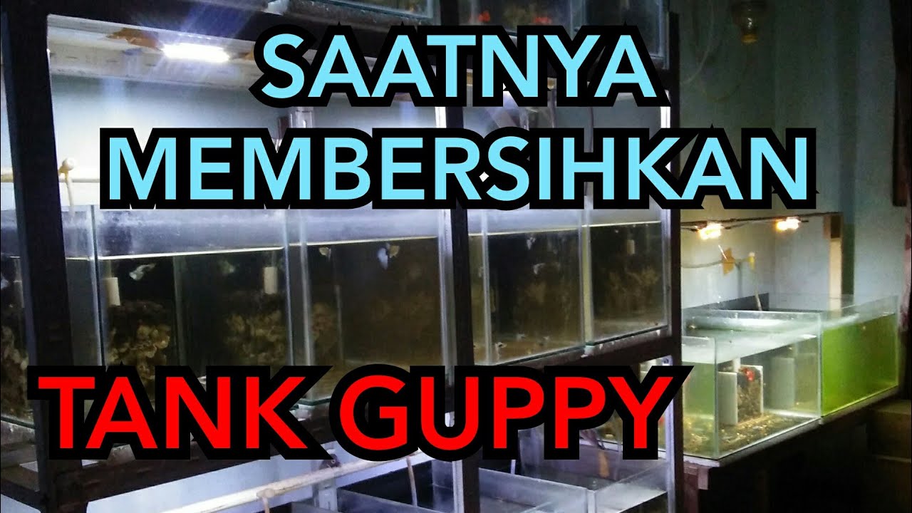 Cara Siphon Akuarium Ikan GUPPY - YouTube