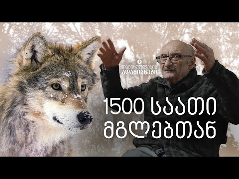 1500 საათი მგლებთან