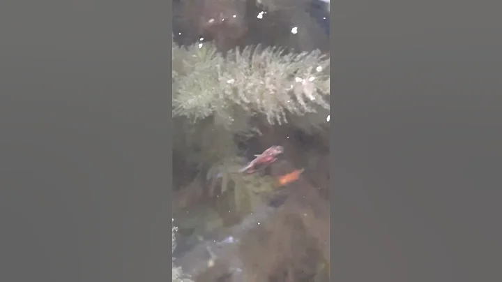 Baby Koi!