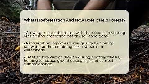 What Is Reforestation And How Does It Help Forests? - Ecosystem Essentials