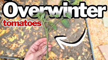 Tomaten binnenshuis overwinteren (met en zonder kweeklampen)