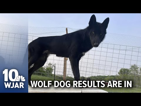 Video: Hoeveel kos wolfstowe?