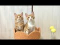 里親さまの元へ出発しました【ひまわり&屋台兄弟日記】Off to their forever home!