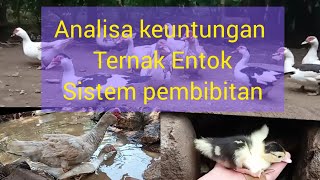Analisa Keuntungan Ternak Entok Sistem Pembibitan