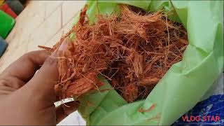 First Stage In Trecce Graden 30 Days Plant Gradening Farmaing Shunmuga And Farm......