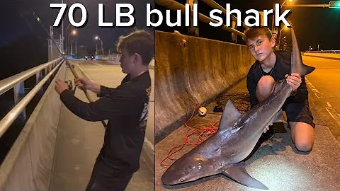 HUGE Bull shark!! Caught of a bridge. #florida #fishing #sharks 