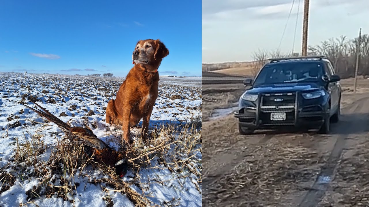 Private Land Pheasant Hunt. Guy calls Sheriff on me. - YouTube