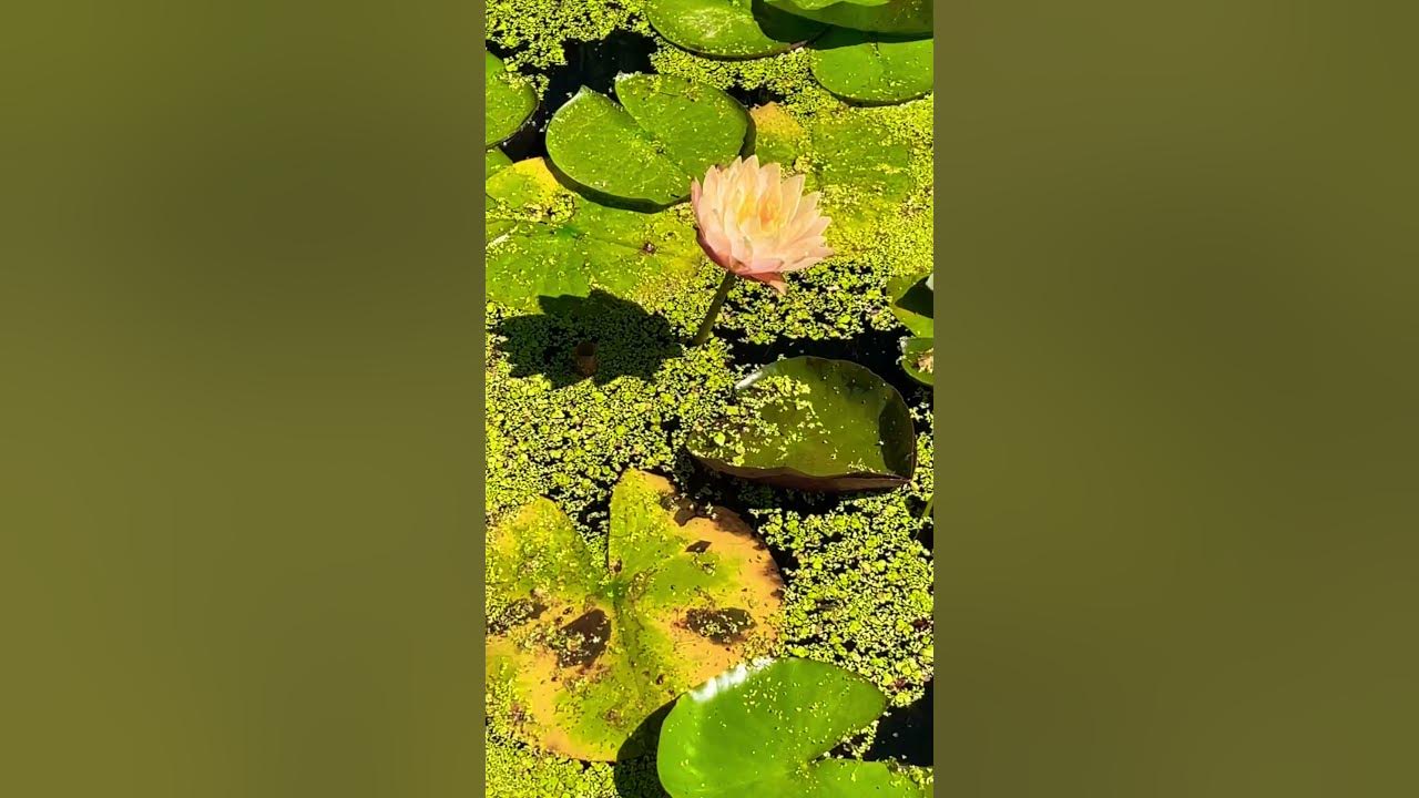 Morning Bloom of the Water Lilies 🌸🌿✨