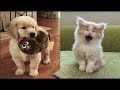 「絶対に笑う」あり得ないことをする犬★おもしろい犬のハプニング, 失敗画像集 #30