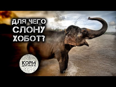 Для чего слону хобот?