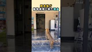 野良猫が動物病院に来た理由