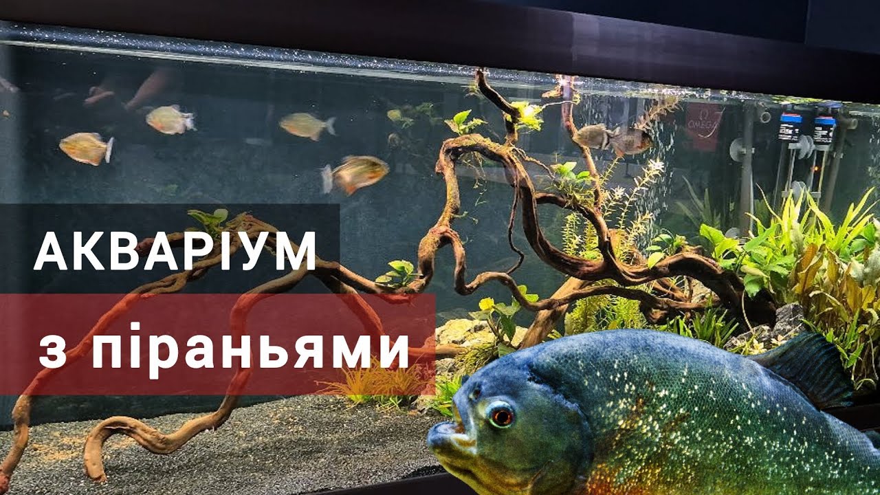 Оформлюємо акваріум з піраньями (Pygocentrus nattereri) під ключ - Eheim Vivaline LED 240