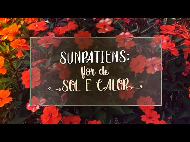 Flor SunPatiens: características, como cultivar e muito mais. Conheça!