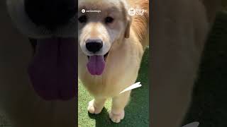 เท้าตะมุตะมิของน้องเด้น | Dog&#39;s Clip  #น่ารัก #หมา  #โกลเด้นรีทรีฟเวอร์ #ลูกหมา