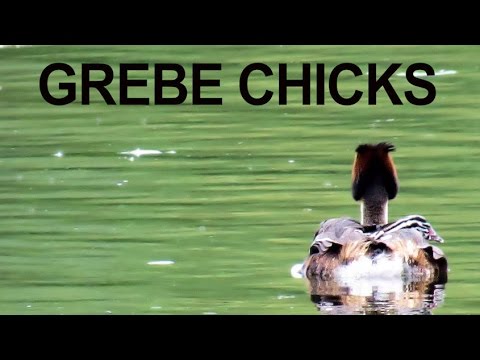 Grebe Chicks riding