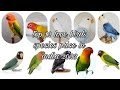 Top 12 love birds species price in india 20232024