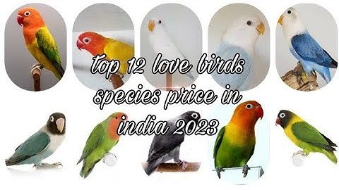 top 12 love birds species price in india 2023/2024
