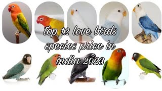 top 12 love birds species price in india 2023/2024