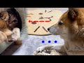 猫の謎な行動を石化して見続ける柴犬パパ♪