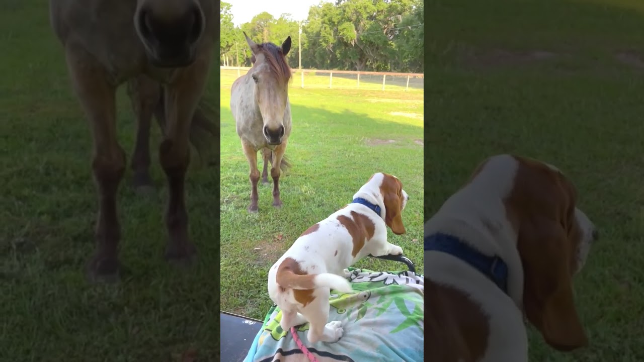 Puppy Talking To Her Horse ! 