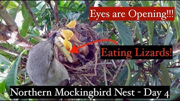 Backyard Bird Nest Day 4 - Northern Mockingbird 4K - Eyes Open - Eating Lizards!