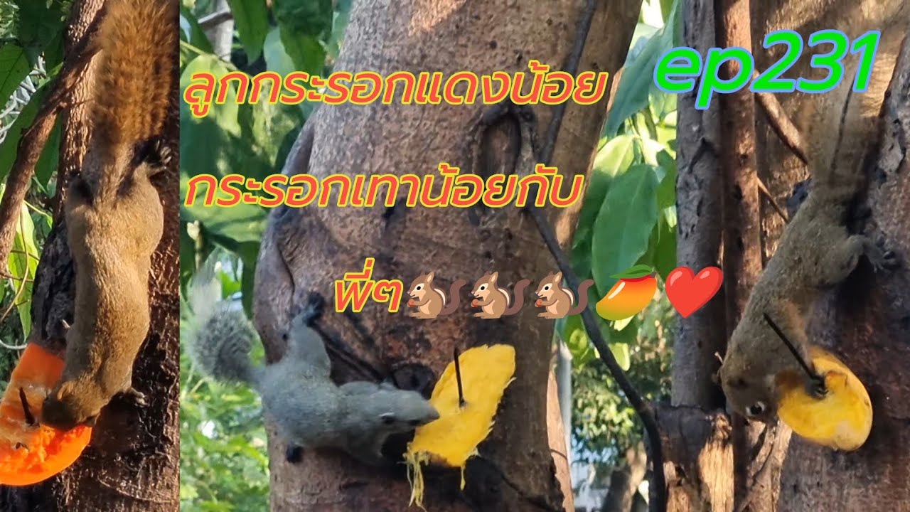 #ep231 ลูกกระรอกแดงน้อยกระรอกเทาน้อยกับพี่ๆ🐿🐿🐿🥭❤️